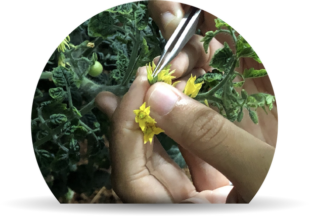 Vegetable breeding programmes