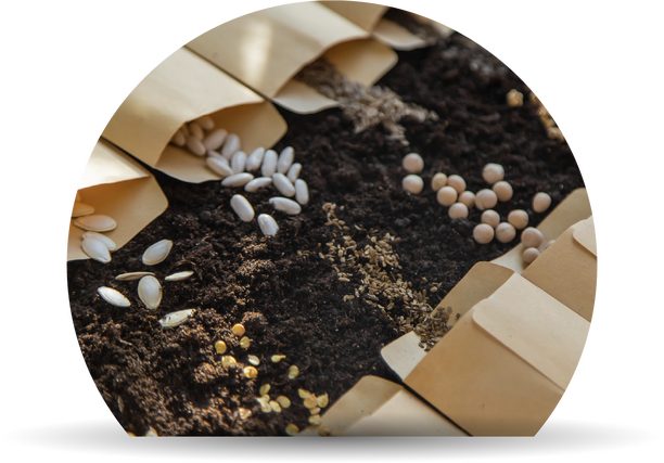 Hectares under seed production